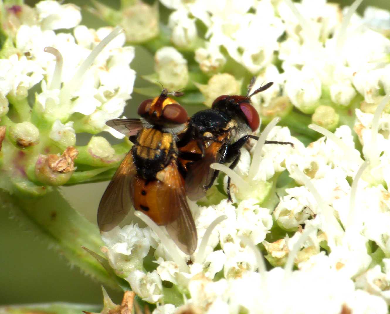 Gymnosoma in accoppiamento